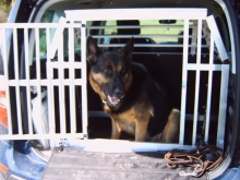 Hundebox maßanfertigung Skoda