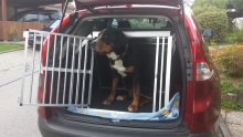 Hundebox Honda CRV
